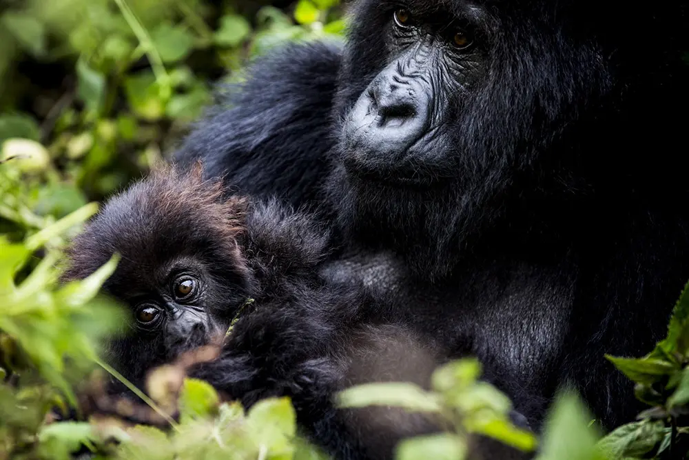 Mountain gorilla and infant in the forest