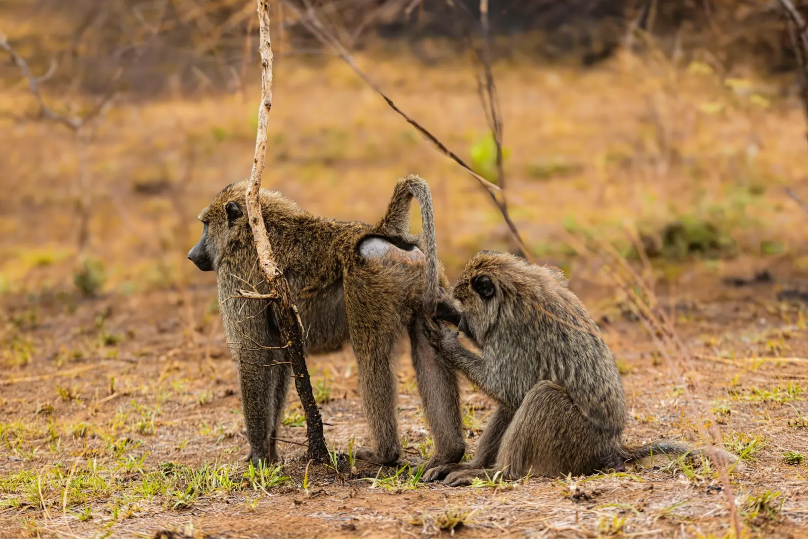 Baboons gathered beside trees on dry grassland