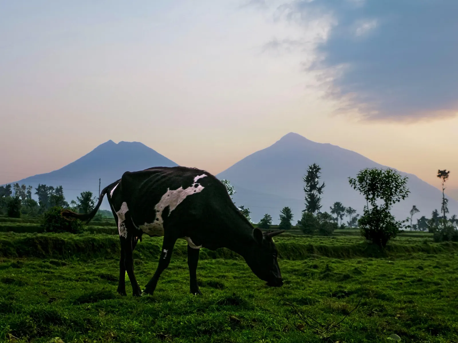 A cow grazing with volcanic mountains in the distance