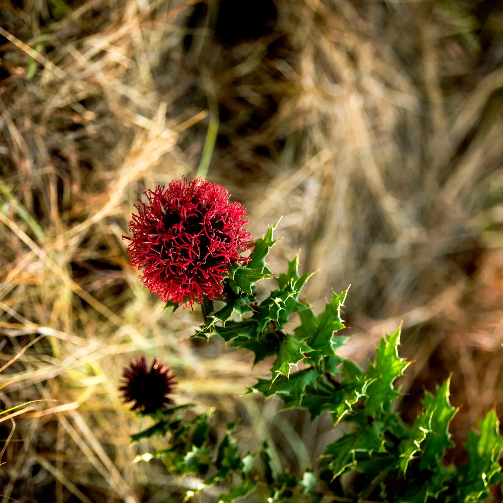 A red flower among forest plants