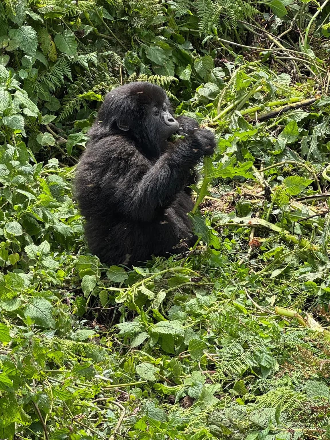 A gorilla surrounded by lush forest foliage