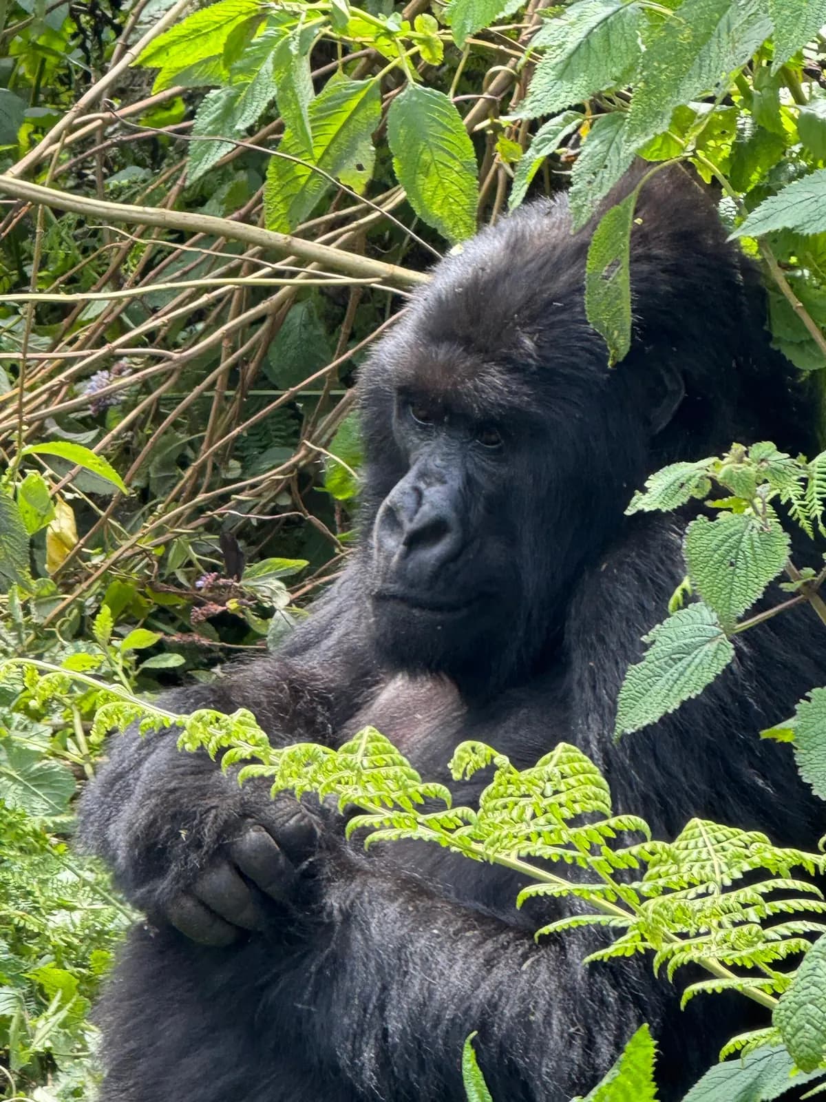 A gorilla resting among ferns and leafy branches