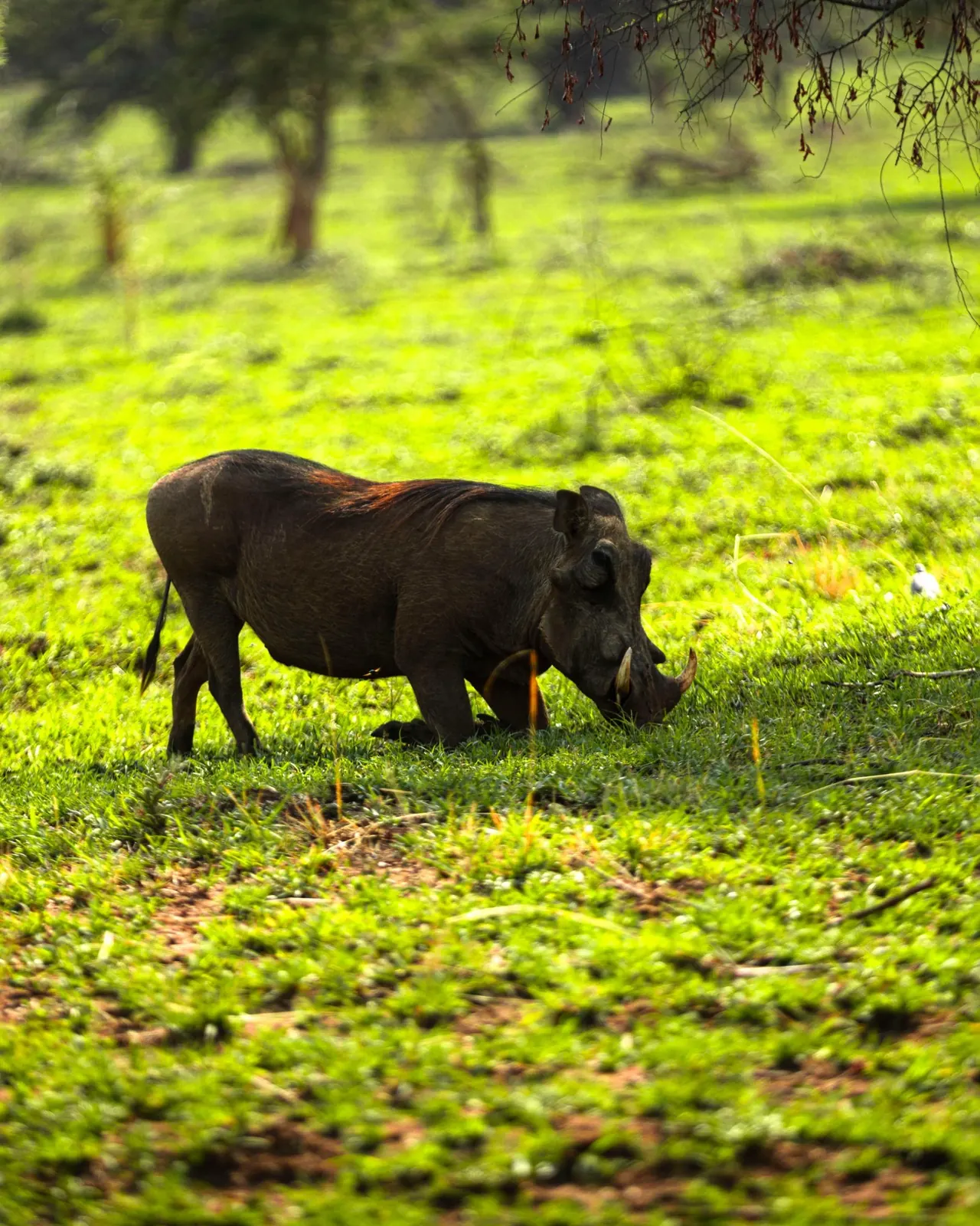 A warthog grazing in green grass beneath trees