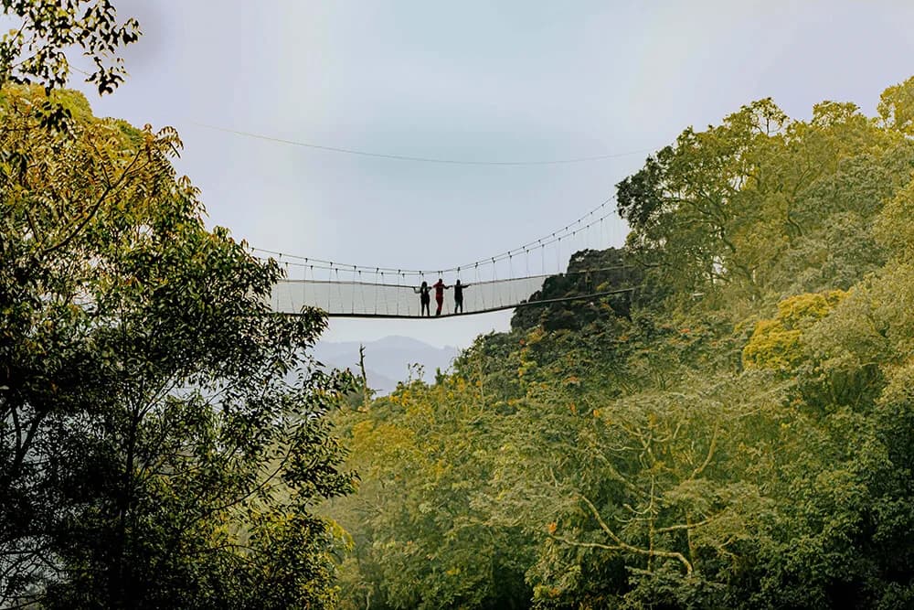 Canopy walkway above Nyungwe rainforest