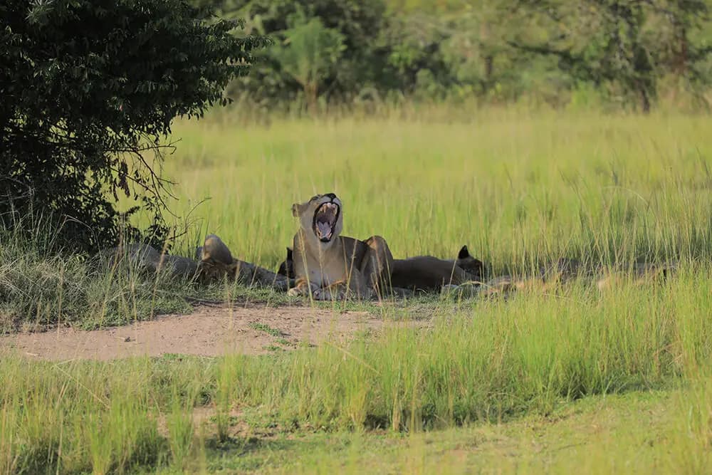 Wildlife in Akagera National Park
