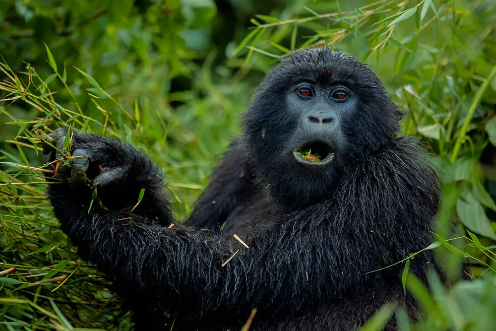 Mountain gorilla in Rwanda’s forest